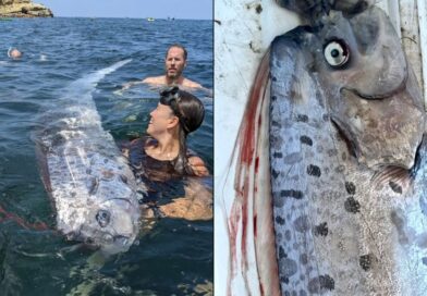 Peixe-remo capaz de ‘prever desastres’ é encontrado em praia na Califórnia